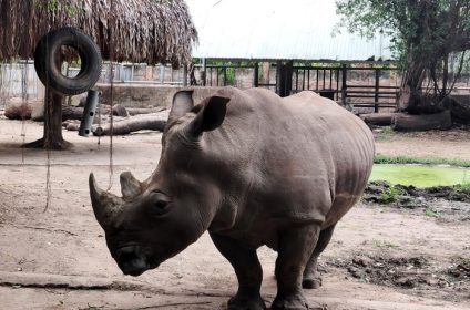 saigon-zoo-and-botanical-garden-in-ho-chi-minh-city-vietnam-rhinoceros