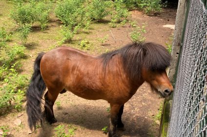 saigon-zoo-and-botanical-garden-in-ho-chi-minh-city-vietnam-shetland-pony