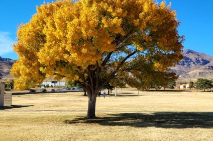 sue-young-park-in-el-paso-tx-79924-scenery
