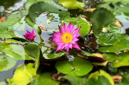 tao-dan-park-in-ho-chi-minh-city-vietnam-water-lily