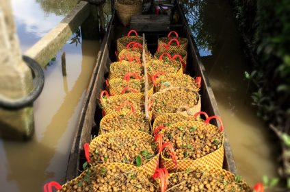 an-binh-island-in-vinh-long-890000-mekong-delta-boat