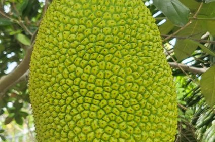 an-binh-island-in-vinh-long-890000-mekong-delta-jackfruit