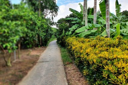 an-binh-island-in-vinh-long-890000-mekong-delta-scenery