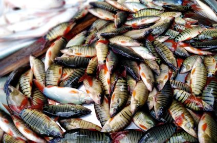 can-tho-market-in-mekong-delta-900000-fish