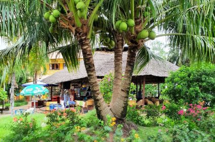 coconut-religion-relics-in-ben-tre-930000-mekong-delta-scenery