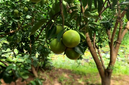 con-son-islet-in-can-tho-900000-mekong-delta-grapefruits