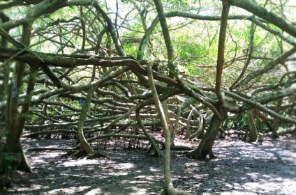 gian-gua-historical-relic-in-can-tho-900000-mekong-delta-ficus-microcarpa