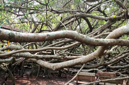 gian-gua-historical-relic-in-can-tho-900000-mekong-delta-ficus-microcarpa