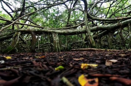 gian-gua-historical-relic-in-can-tho-900000-mekong-delta-malayan-banyan-trees