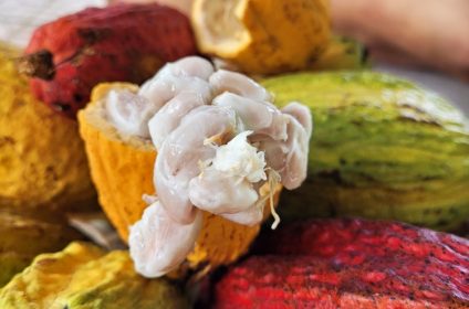 muoi-cuong-cocoa-farm-in-can-tho-900000-mekong-delta-fruits