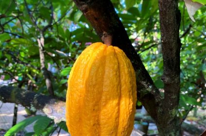muoi-cuong-cocoa-farm-in-can-tho-900000-mekong-delta-trinitario