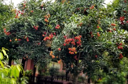 my-khanh-tourist-village-in-can-tho-900000-mekong-delta-rambutan-tree