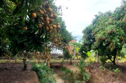 phoenix-island-in-ben-tre-930000-mekong-delta-garden