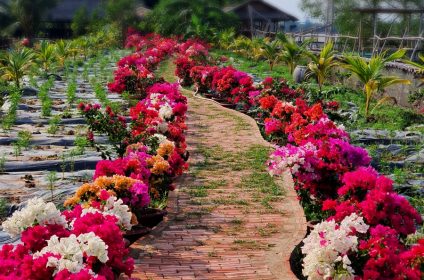 phoenix-island-in-ben-tre-930000-mekong-delta-scenery