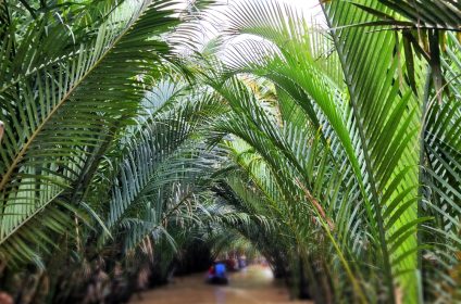 thoi-son-island-in-tien-giang-840000-mekong-delta-water-coconuts